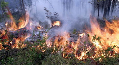 Ölkədə 31 min hektar meşə yanıb: ölən var