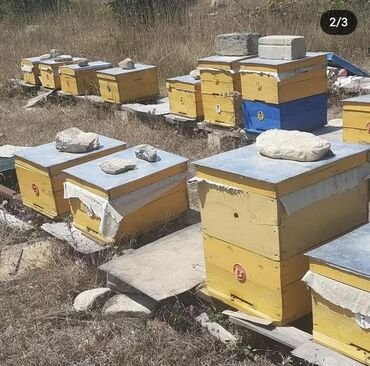 Sabirabadda arıları kim qırıb?
