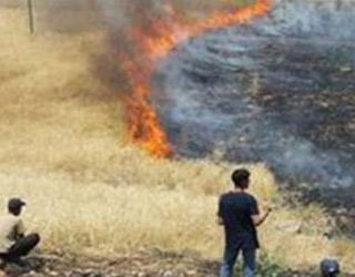 Şamaxıda 100 hektar otlaq və taxıl sahəsi yandı