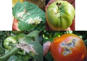 AQTA pomidor istehsalı və ixracı ilə məşğul olan sahibkarlara müraciət edib