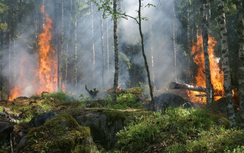 Meşə yanğınları rekord həddə çatıb - Nazir müavini