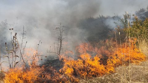 Cəlilabad və Beyləqanın meşəbəyliklərində yanğın baş verdi