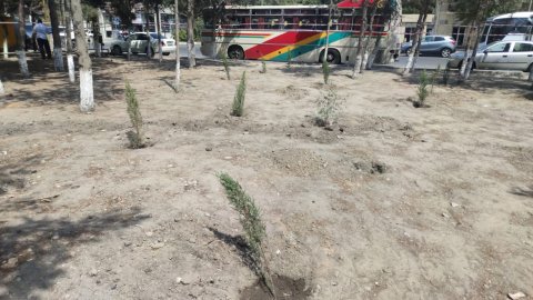 Sumqayıtda 17 ağac qanunsuz kəsildi