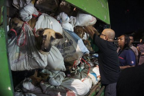 226 iti daşıyan yük maşını saxlanıldı - 15 ilə qədər həbs cəzası veriləcək