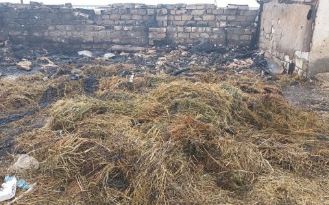 Goranboyda ferma qəsdən yandırıldı - 230 heyvan öldü