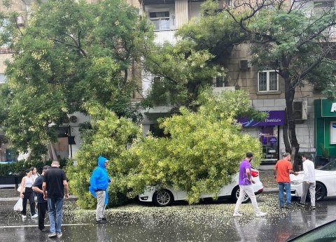 Bakıda qurumuş ağac problemi - Vətəndaşlar nə etməlidir?