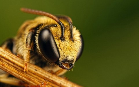 48 yaşlı kişini arı vurdu, həyatını itirdi