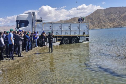 Heydər Əliyev su anbarına 200 min sazan balığının körpələri buraxıldı