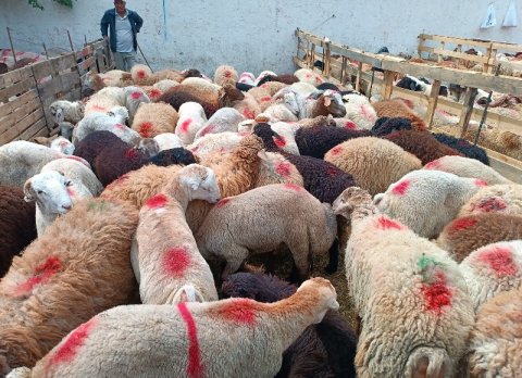 Paytaxtda qurbanlıq heyvanları bu qiymətə satırlar