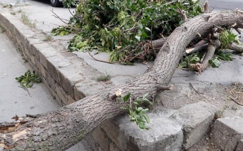Filarmoniya bağında külək ağacı qadının üzərinə aşırdı