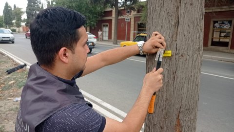 Gəncədə ağaclar niyə nömrələnir? - Səbəb açıqlandı