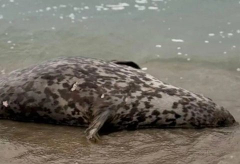 Xəzər sahilində ölü suitilər aşkarlandı