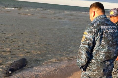 Xəzər sahilində daha 71 ölü suiti tapıldı