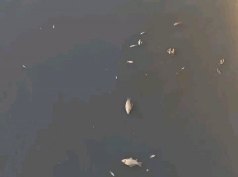 Abşeron kanalında balıqlar tələf oldu