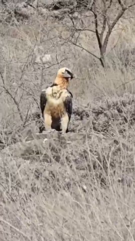 Laçında nadir quş göründü - FOTO