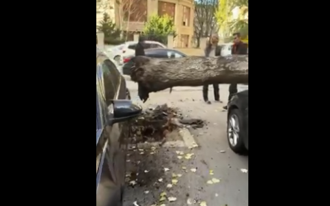 Bakıda ağac park edilmiş maşınların üzərinə düşdü