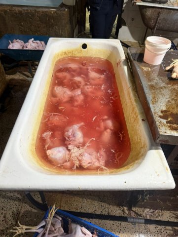 "Kənd toyuğu" adı ilə rəngləmiş toyuq satılırmış