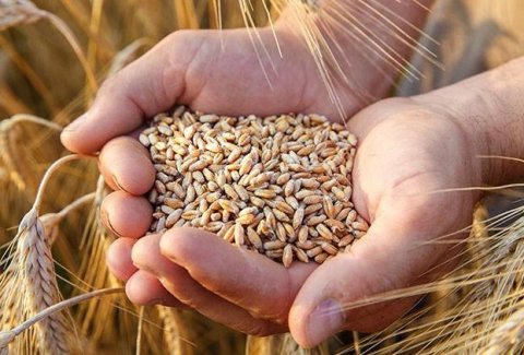 Dünyada taxıl qıtlığı gözlənilir - Proqnoz