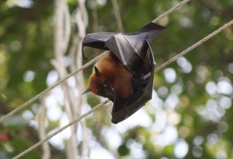 Yeni virus nə qədər qorxuludur? - 100 nəfər karantinə alındı