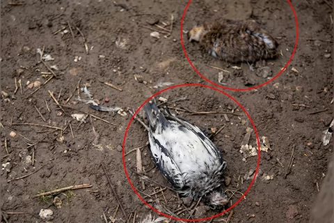 Şirvanda turistlər "Qırmızı kitab"a düşən quşları ovlayırlar?