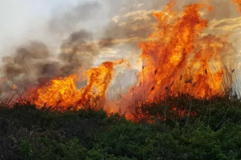 Beyləqan və Yevlaxda kolluq və ağaclıq ərazilərdə güclü yanğın başlayıb - YENİLƏNİB