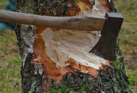 Qanunsuz ağackəsmə faktları aşkarlanıb