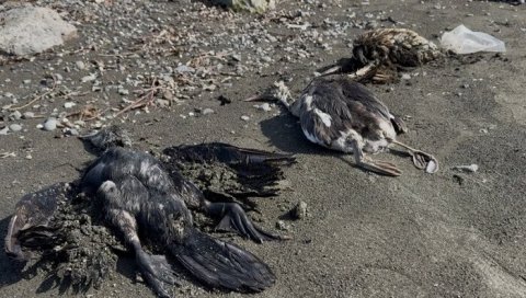 Lənkəranda bu quşlar kütləvi qırılır