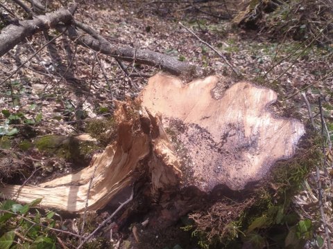 Ağacların kəsilməsinə görə cinayət işi açıldı