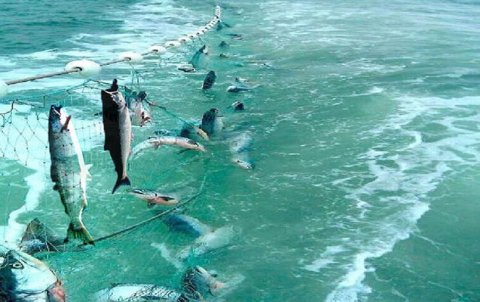 Azərbaycanda sabahdan balıq ovu qadağan edilir