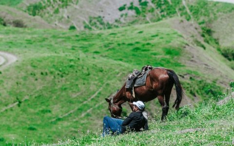 Azad bölgələrə mal-qara aparmağa icazə verilir