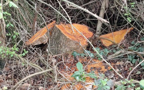 30 ədəd qızılağac kəsildi - Cinayət işi başladı